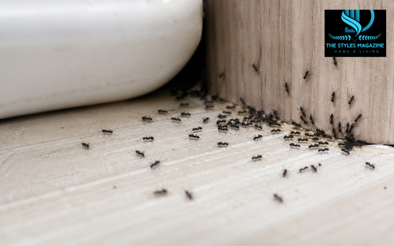 black ants in house