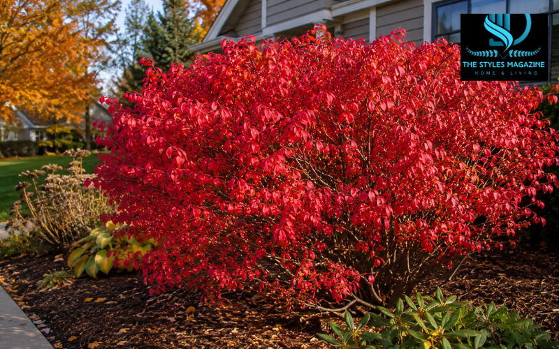Burning Bush Shrub