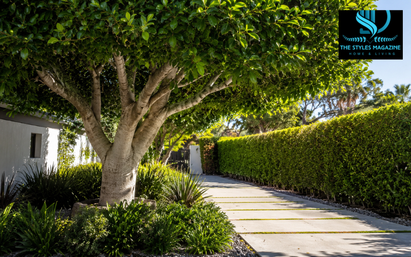 indian laurel