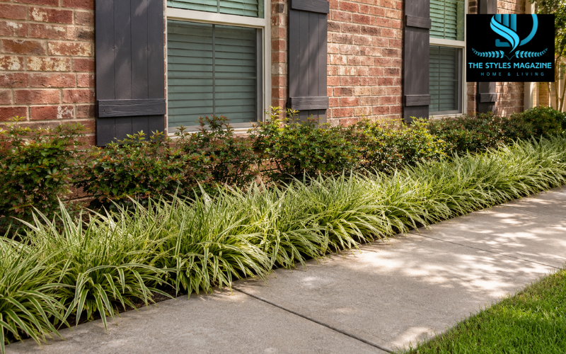 monkey grass