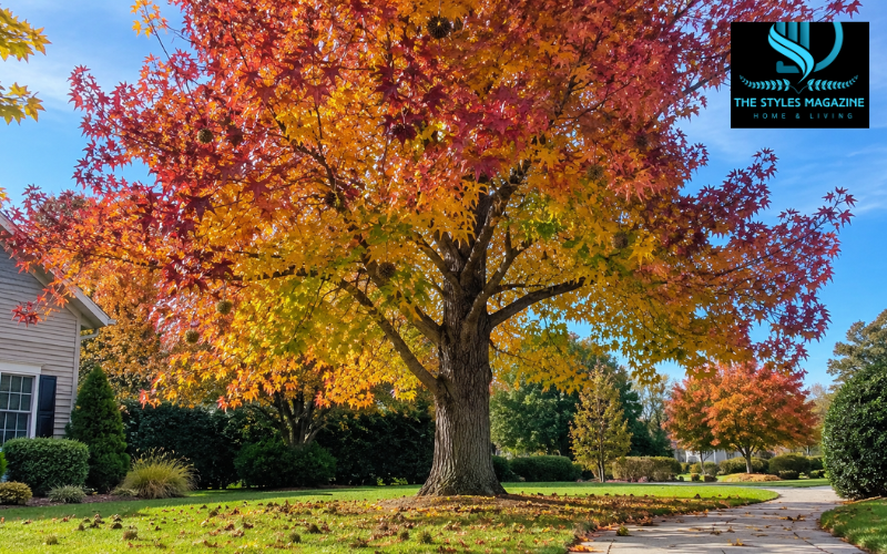 sweet gum tree
