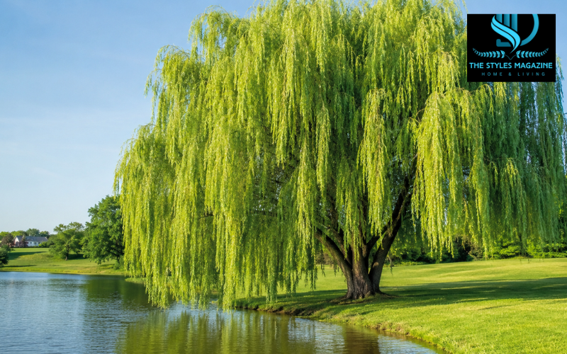 weeping willow tree