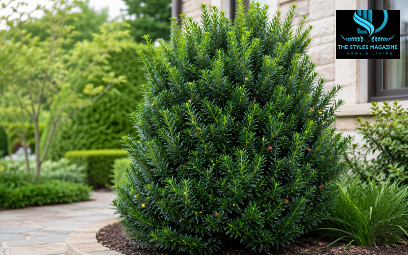 yew pine plant