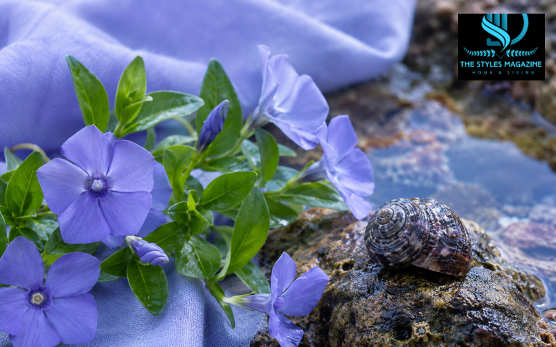 Periwinkle