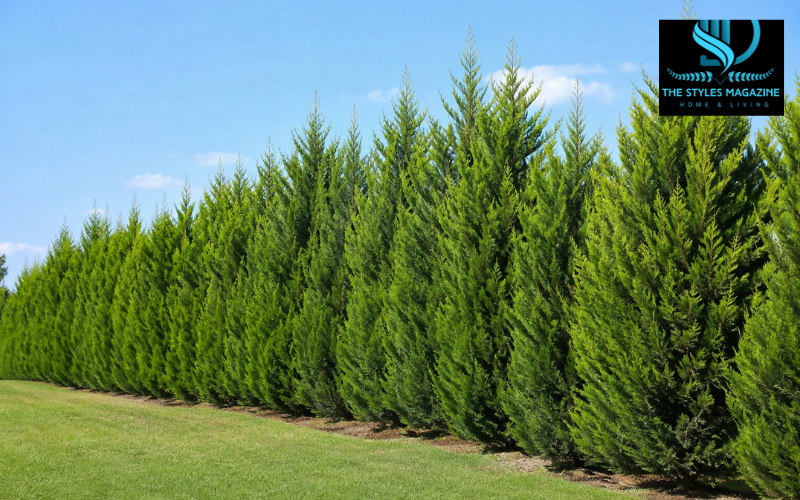 leyland cypress