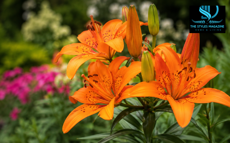 orange lily