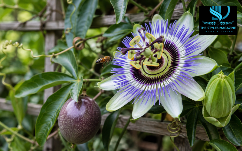passion flower