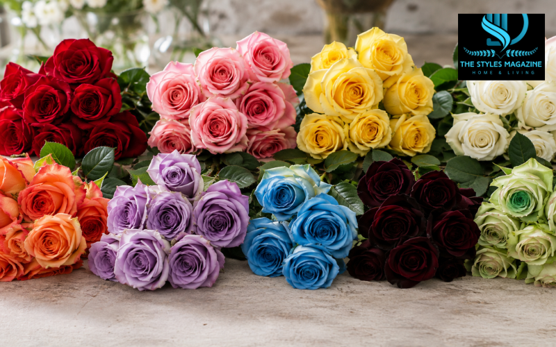 rose color meanings