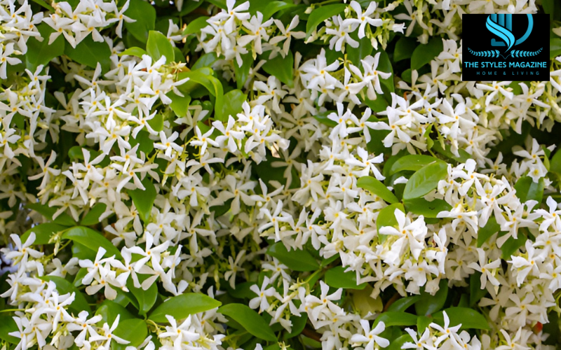 star jasmine plant