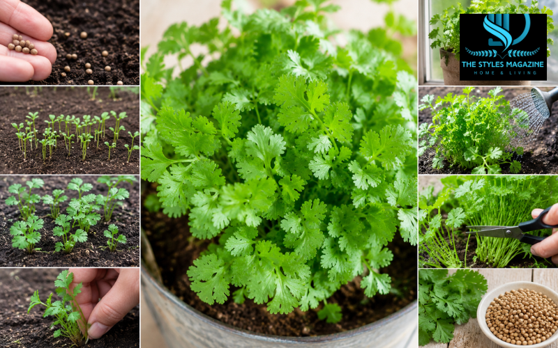 how to grow cilantro